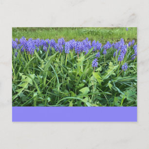 Violet Bluebells - Herschberg, Deutschland Postkarte