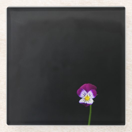 Violet-Blume Glasuntersetzer (Vorderseite)