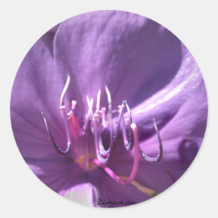 Violet Blume Hochzeitssänger Umschlag Aufkleber