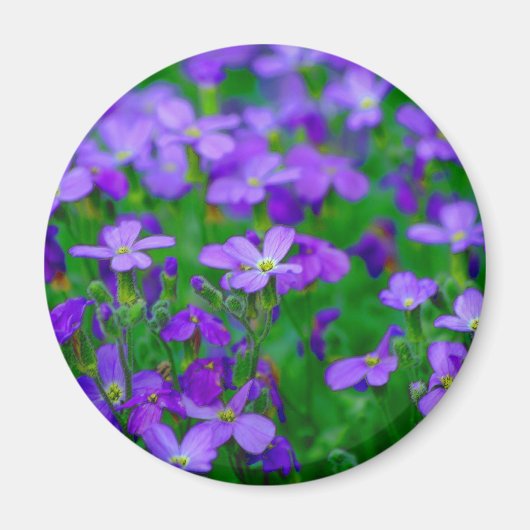 Violet Blume Magnet (Vorne)