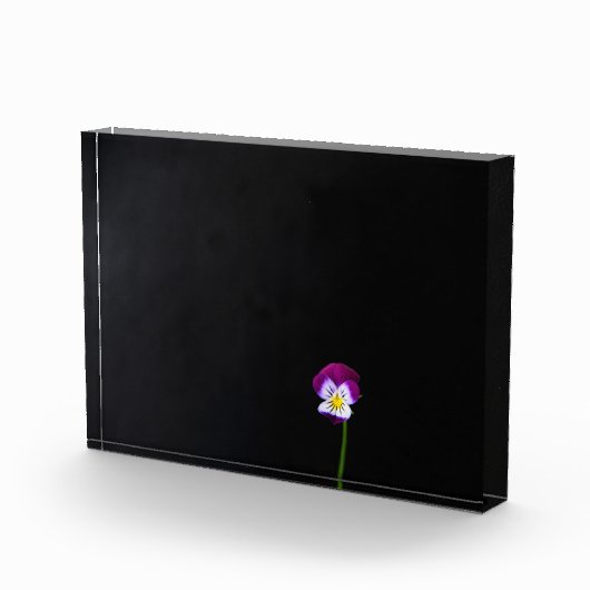 Violet Blume pbcn Fotoblock (Rechts)