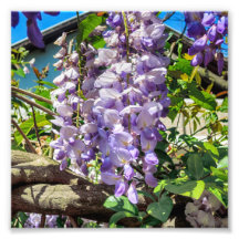 Violet Blume Wisteria