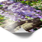 Violet Blume Wisteria Fotodruck (Ecke)