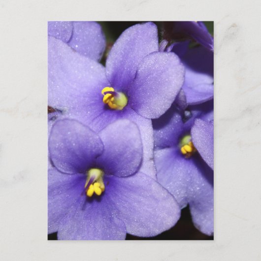 Violet Boquet Postkarte (Vorderseite)