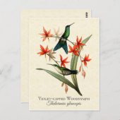 Violet Capped Wood Nymph Hummingbird Art Postcard Postkarte (Vorne/Hinten)