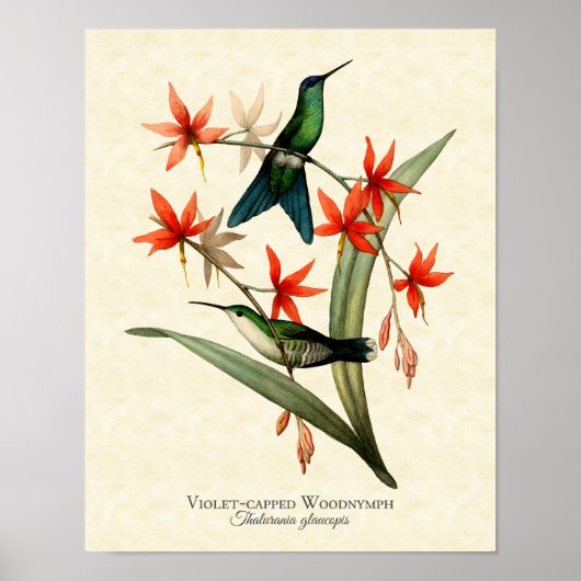 Violet Capped Wood Nymph Hummingbird Art Print Poster (Vorne)