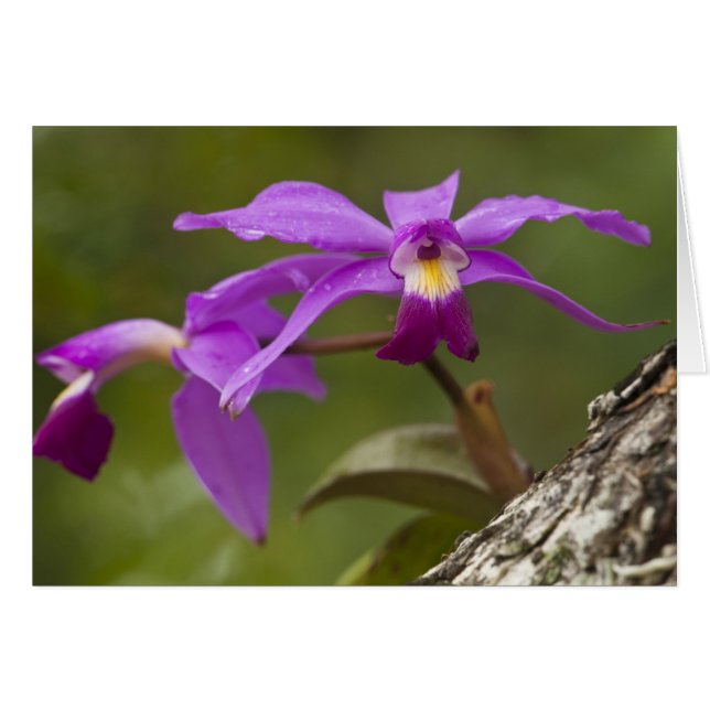 Violet Cattleya Orchid Cattleya violacea) (Vorderseite (Horizontal))