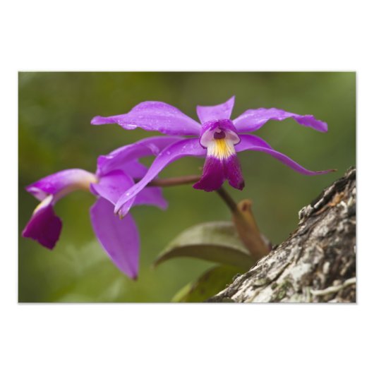 Violet Cattleya Orchid Cattleya violacea) Fotodruck (Vorne)