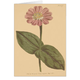 Violet Colored Zinnia Illustration