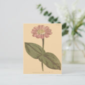 Violet Colored Zinnia Illustration Postkarte (Stehend Vorderseite)