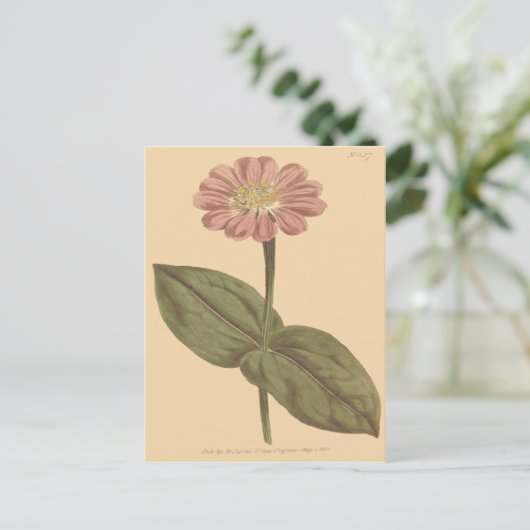 Violet Colored Zinnia Illustration Postkarte (Stehend Vorderseite)