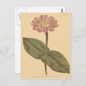 Violet Colored Zinnia Illustration Postkarte (Vorne/Hinten)
