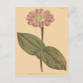 Violet Colored Zinnia Illustration Postkarte (Vorderseite)