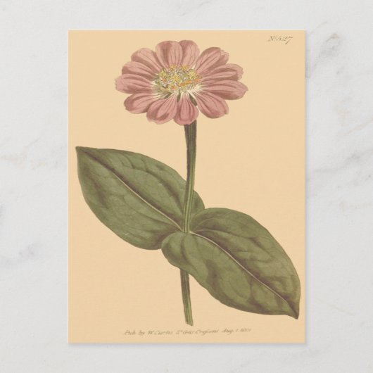 Violet Colored Zinnia Illustration Postkarte (Vorderseite)