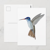 Violet-crowned hummingbird postkarte (Vorne/Hinten)