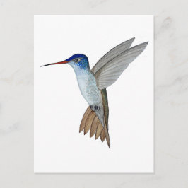 Violet-crowned hummingbird postkarte