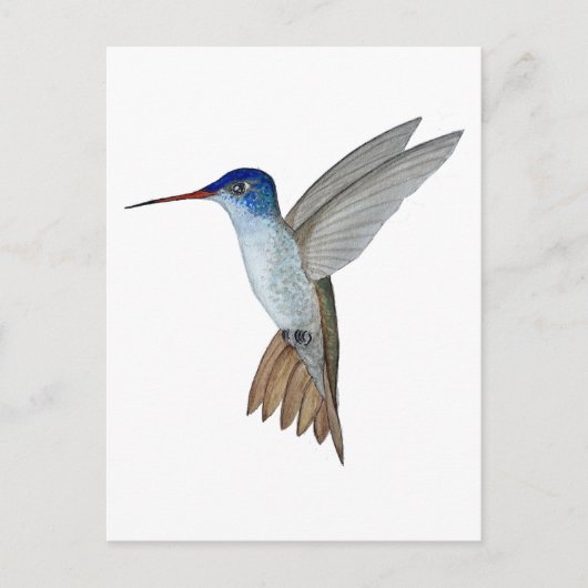 Violet-crowned hummingbird postkarte (Vorderseite)