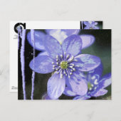 Violet Dreams Postkarte (Vorne/Hinten)