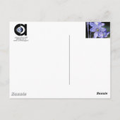 Violet Dreams Postkarte (Rückseite)