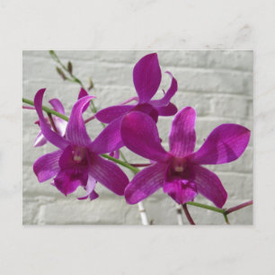 Violet Exotic Orchid Blume Postkarte