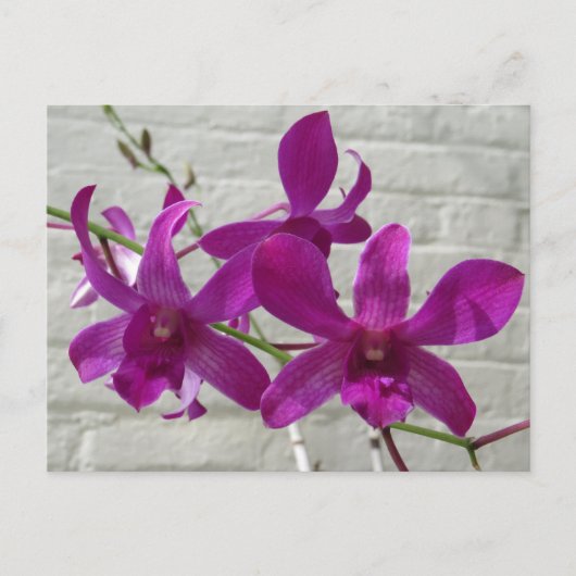 Violet Exotic Orchid Blume Postkarte (Vorderseite)