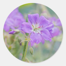 Violet Geranium Wildblume Dreamy Nature Foto