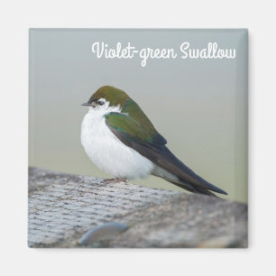 Violet Grüne Schlucht Magnet