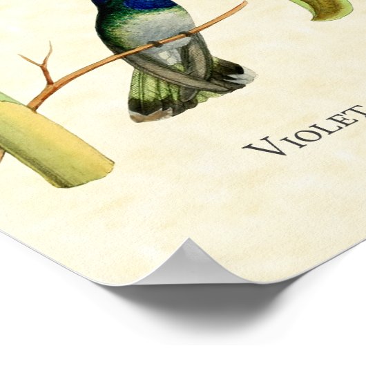 Violet Headed Hummingbird Art Print Poster (Ecke)