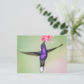 Violet Hummingbird im Flug Postkarte (Stehend Vorderseite)