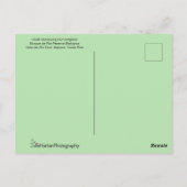 Violet Hummingbird im Flug Postkarte (Rückseite)