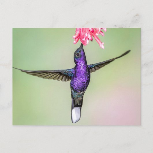 Violet Hummingbird im Flug Postkarte (Vorderseite)