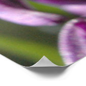 Violet Hyacinths Poster (Ecke)