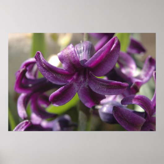 Violet Hyacinths Poster (Vorne)