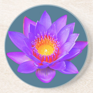 Violet Lotus Blume auf blauem Untersetzer