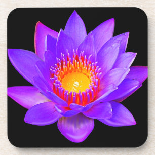 Violet Lotus Blume auf schwarz Getränkeuntersetzer