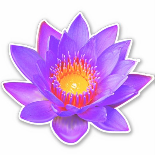 Violet Lotus Blume Aufkleber (Vorderseite)