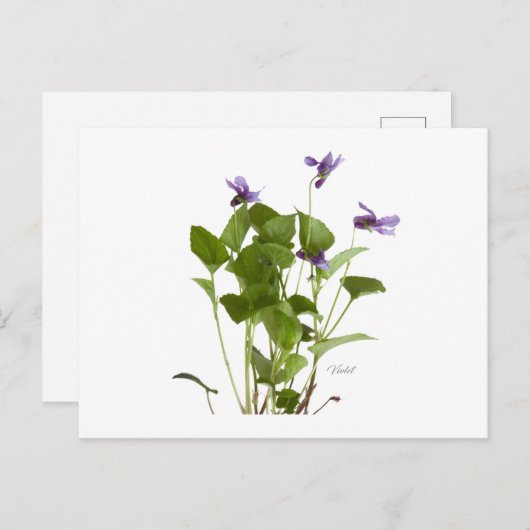 Violet Postkarte (Vorne/Hinten)