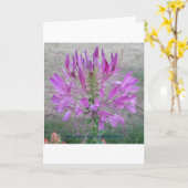 Violet Queen Cleome Karte (Gelbe Blume)