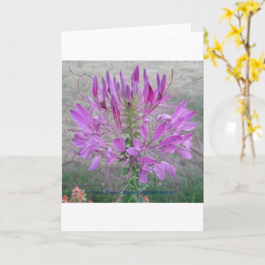 Violet Queen Cleome Karte (Gelbe Blume)