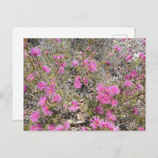 Violet Rays Bush Blume Postcard Postkarte (Vorne/Hinten)