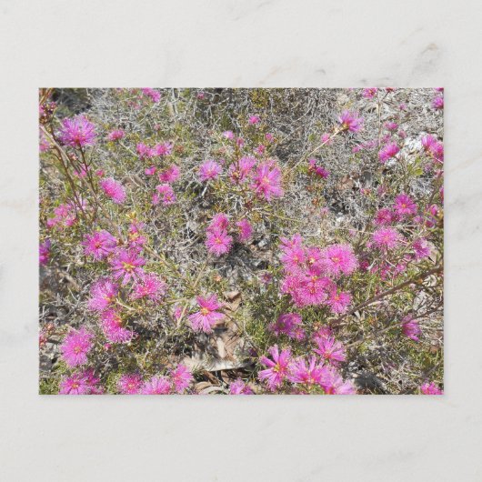 Violet Rays Bush Blume Postcard Postkarte (Vorderseite)
