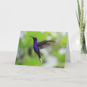 Violet Sabrewing Hummingbird Card Karte