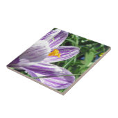 Violet Spring Crocus Fliese (Seite)