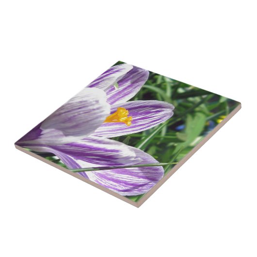 Violet Spring Crocus Fliese (Seite)