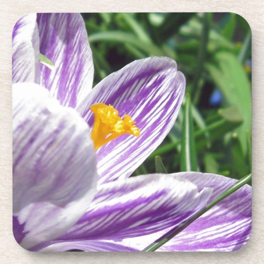 Violet Spring Crocus Getränkeuntersetzer (Vorderseite)