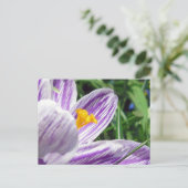 Violet Spring Crocus Postkarte (Stehend Vorderseite)