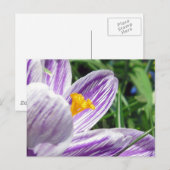 Violet Spring Crocus Postkarte (Vorne/Hinten)
