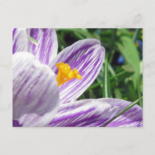 Violet Spring Crocus Postkarte (Vorderseite)