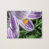 Violet spring Crocus Puzzle (Horizontal)