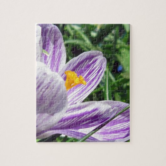Violet spring Crocus Puzzle (Vertikal)